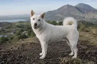 발리 킨타마니 화산 지형을 배경으로 선 흰색 킨타마니 발리 도그