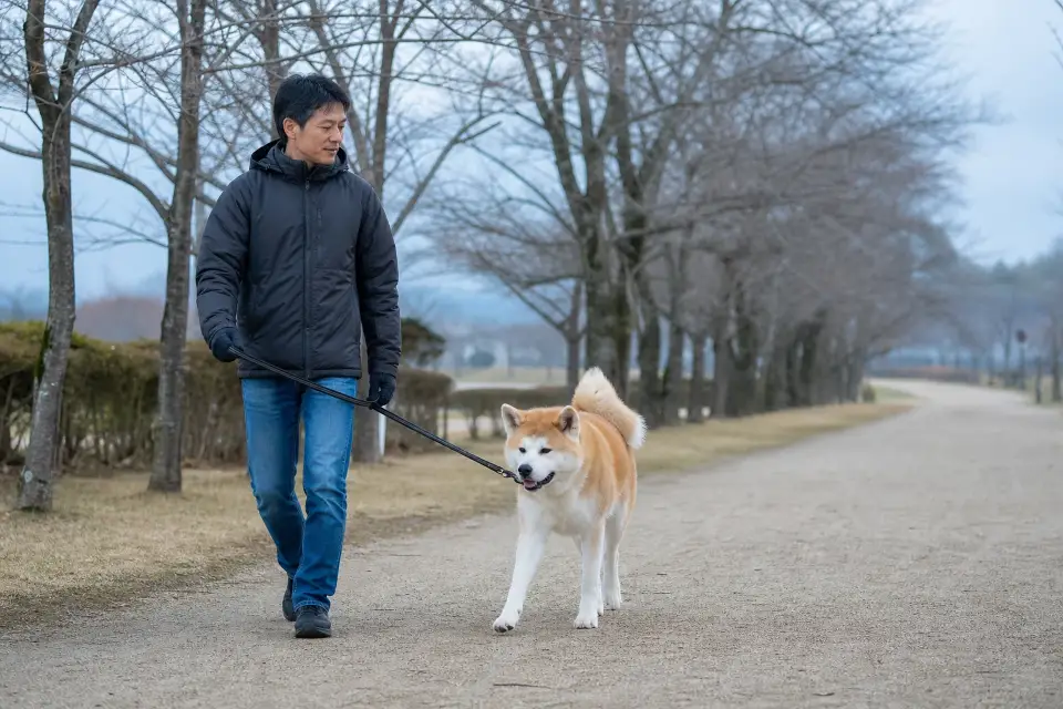 한적한 공원에서 보호자와 리드줄 산책을 하는 아키타견