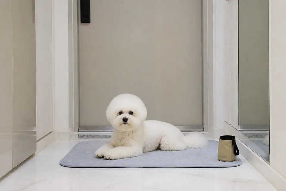 현관 앞 매트에서 차분히 쉬는 비숑 프리제