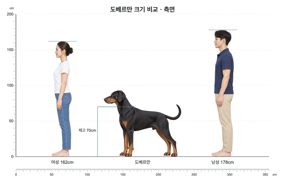 도베르만 측면 크기 비교: 여성 162cm, 개 체고 70cm, 남성 178cm