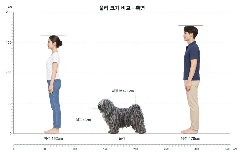 풀리 측면 크기 비교: 여성 162cm, 개 체고 42cm, 남성 178cm