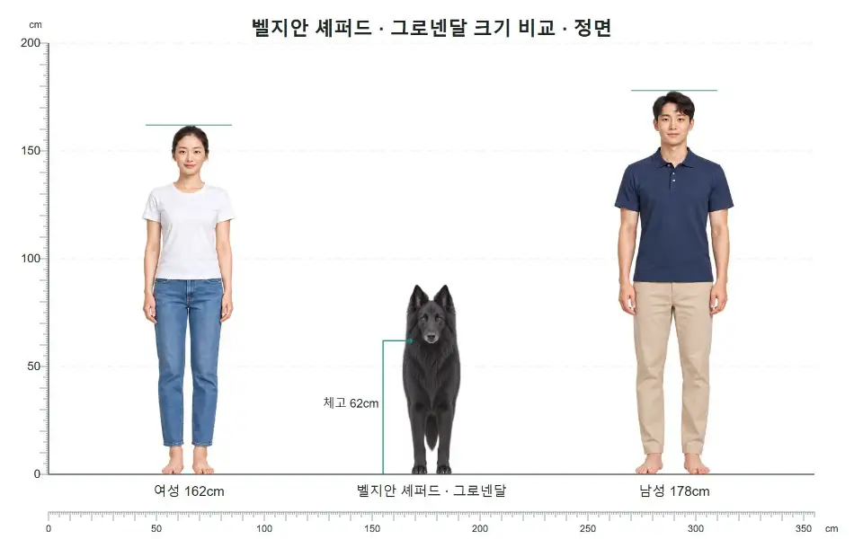 벨지안 셰퍼드 정면 크기 비교: 여성 162cm, 개 체고 62cm, 남성 178cm