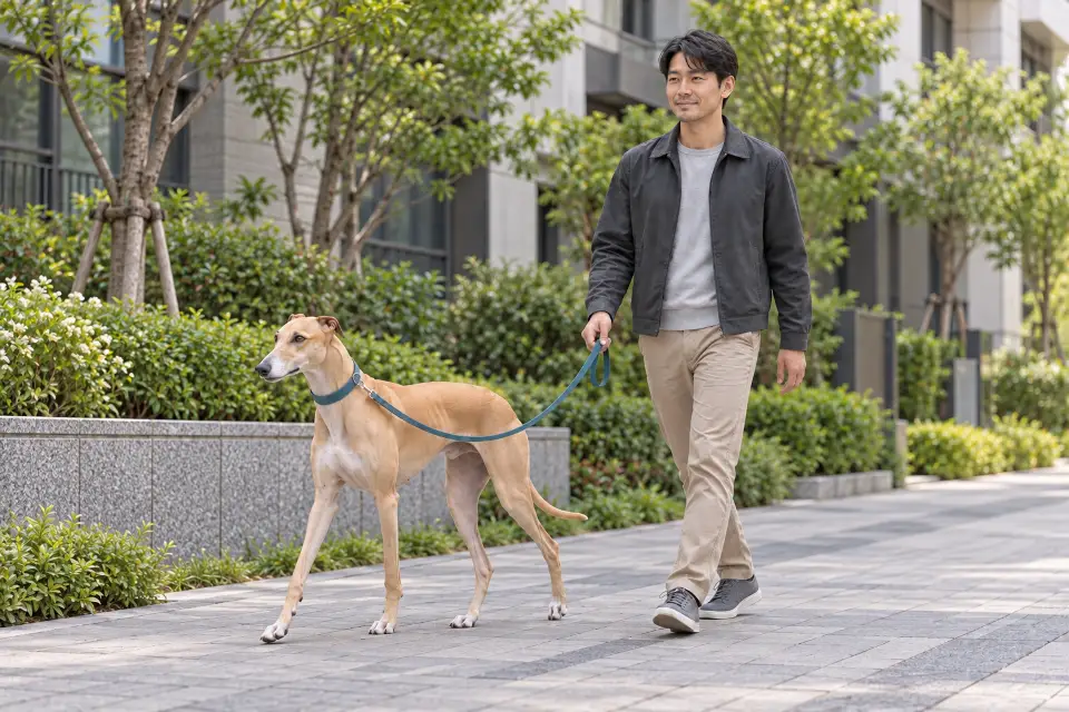 느슨한 줄을 잡은 보호자와 함께 걷는 그레이하운드