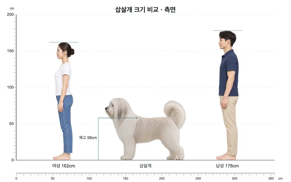 삽살개 측면 크기 비교: 여성 162cm, 개 체고 58cm, 남성 178cm