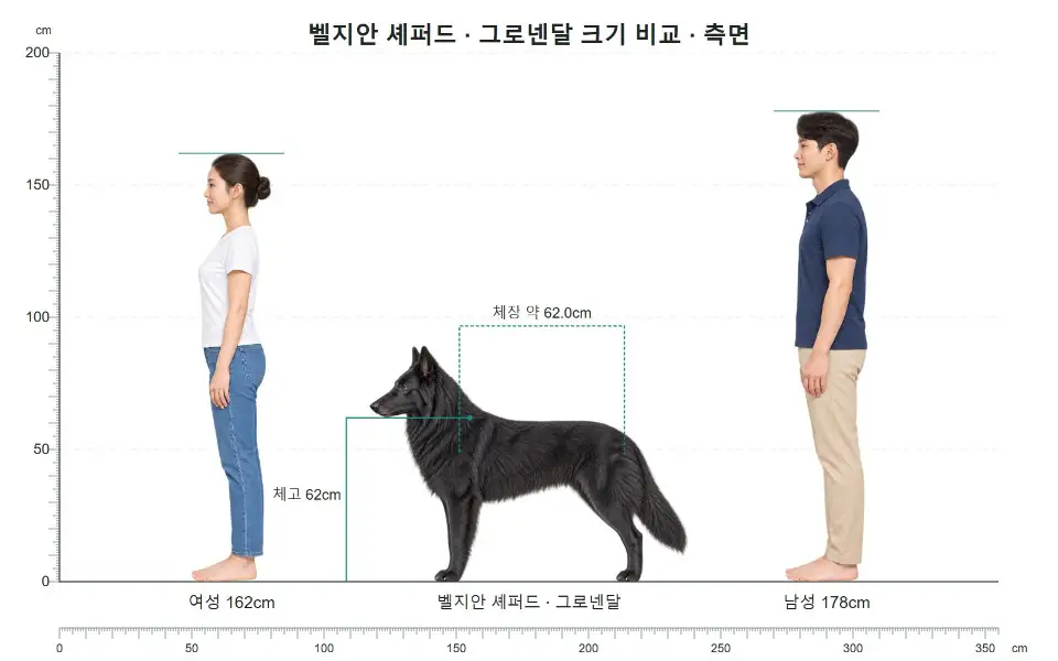 벨지안 셰퍼드 측면 크기 비교: 여성 162cm, 개 체고 62cm, 남성 178cm