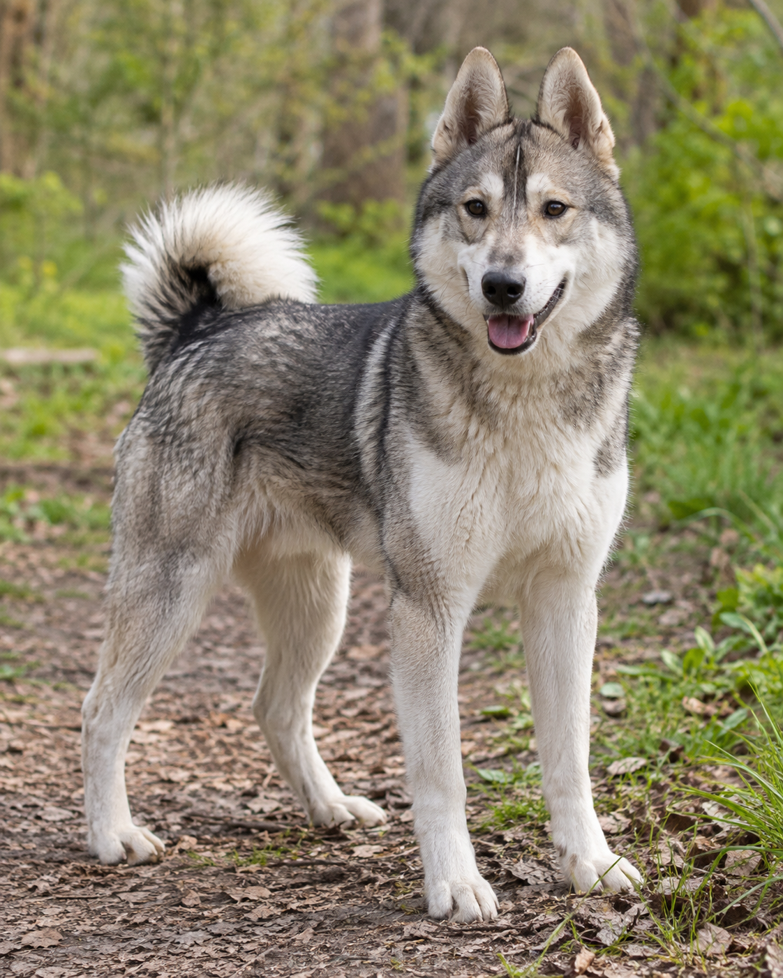 306-west-siberian-laika-ai-generated