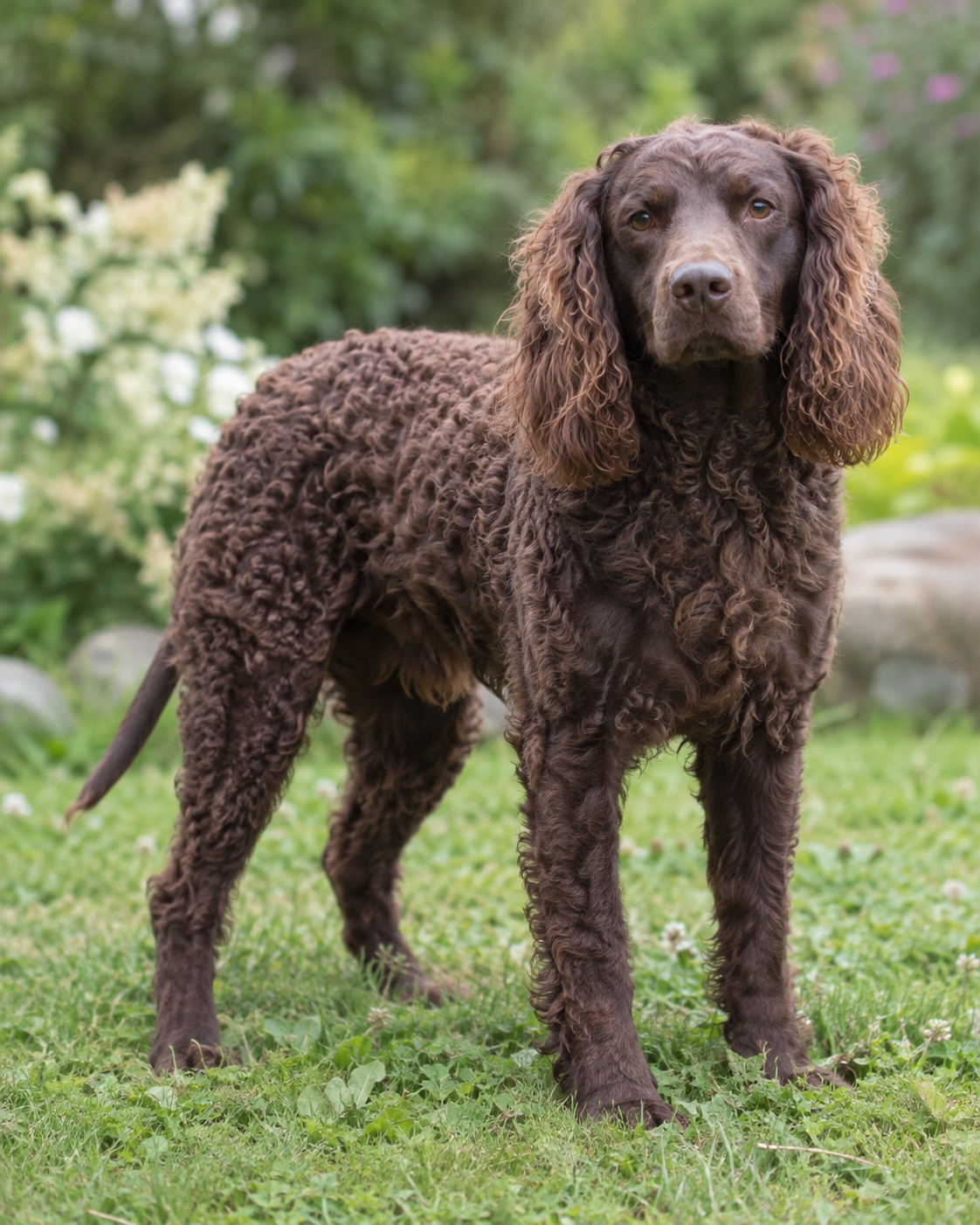 301-american-water-spaniel-ai-generated