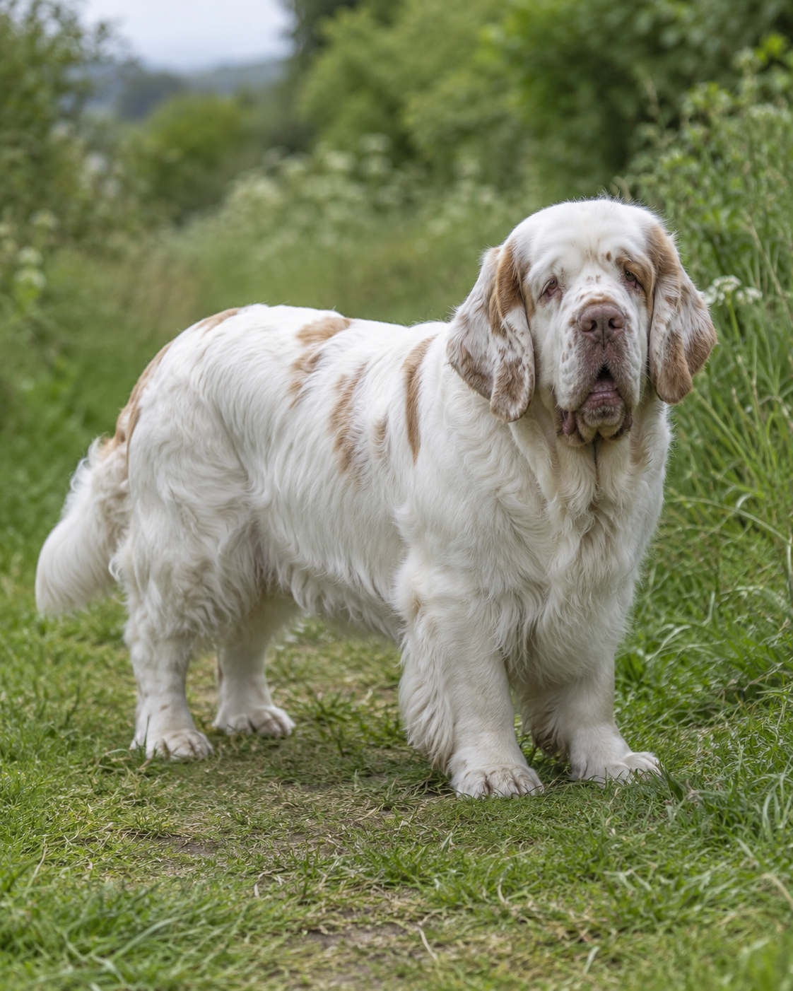 109-clumber-spaniel-ai-generated