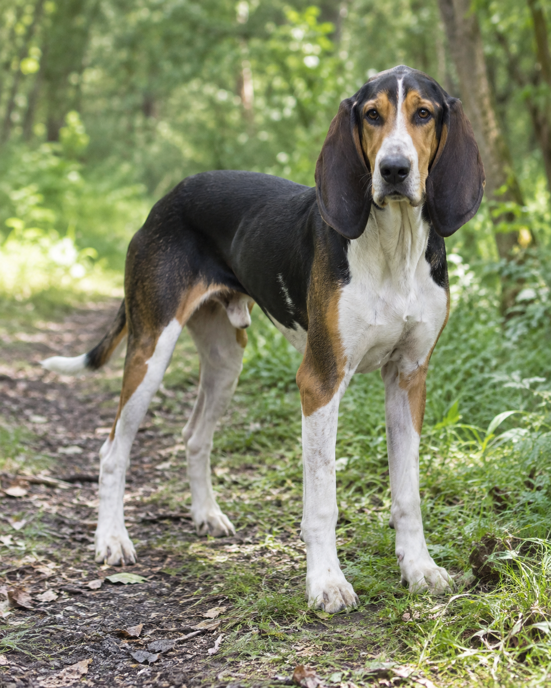 219-french-tricolour-hound-ai-generated