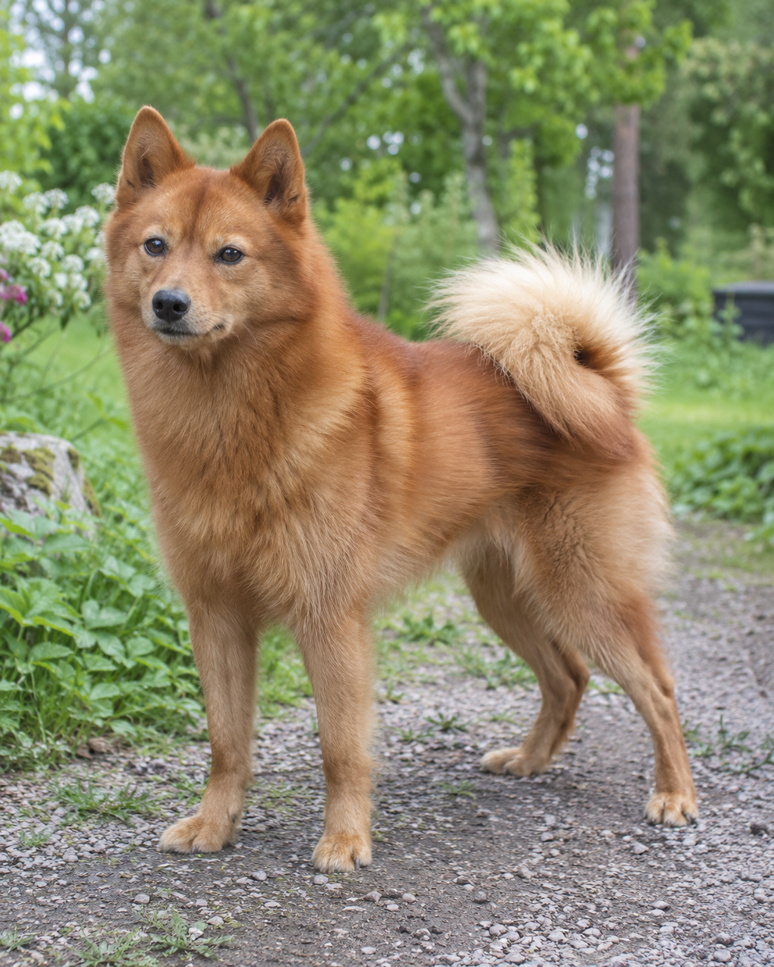 49-finnish-spitz-ai-generated