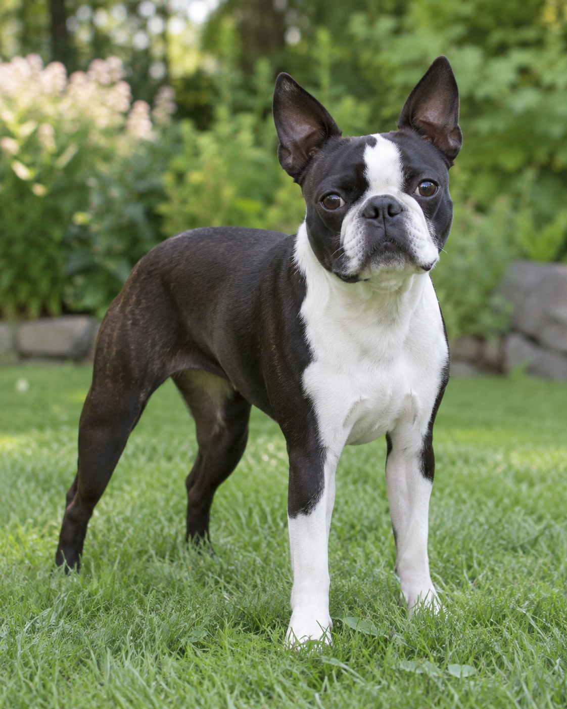 140-boston-terrier-ai-generated