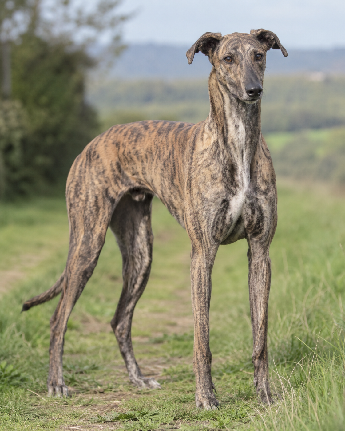 240-hungarian-greyhound-ai-generated