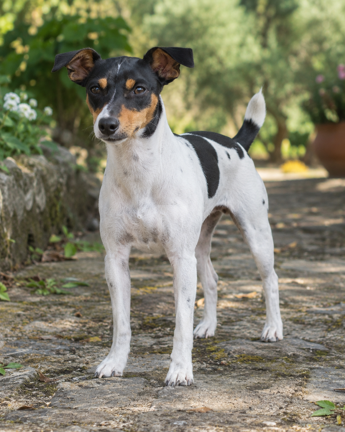 371-andalusian-terrier-sherry-terrier-ai-generated