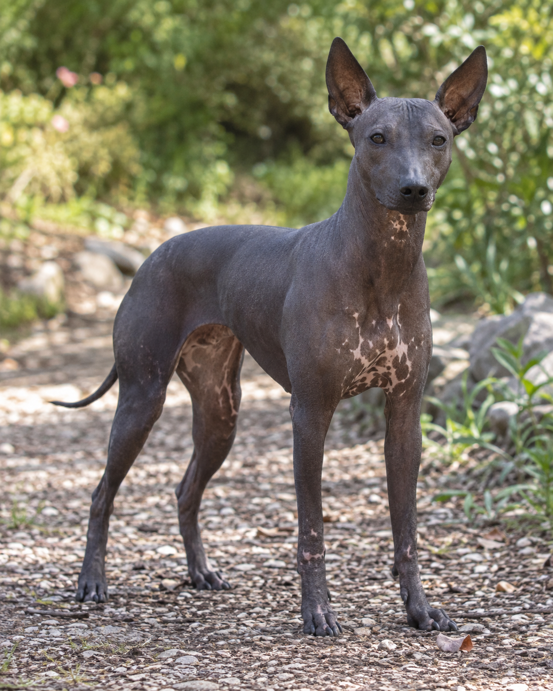 310-peruvian-hairless-dog-ai-generated