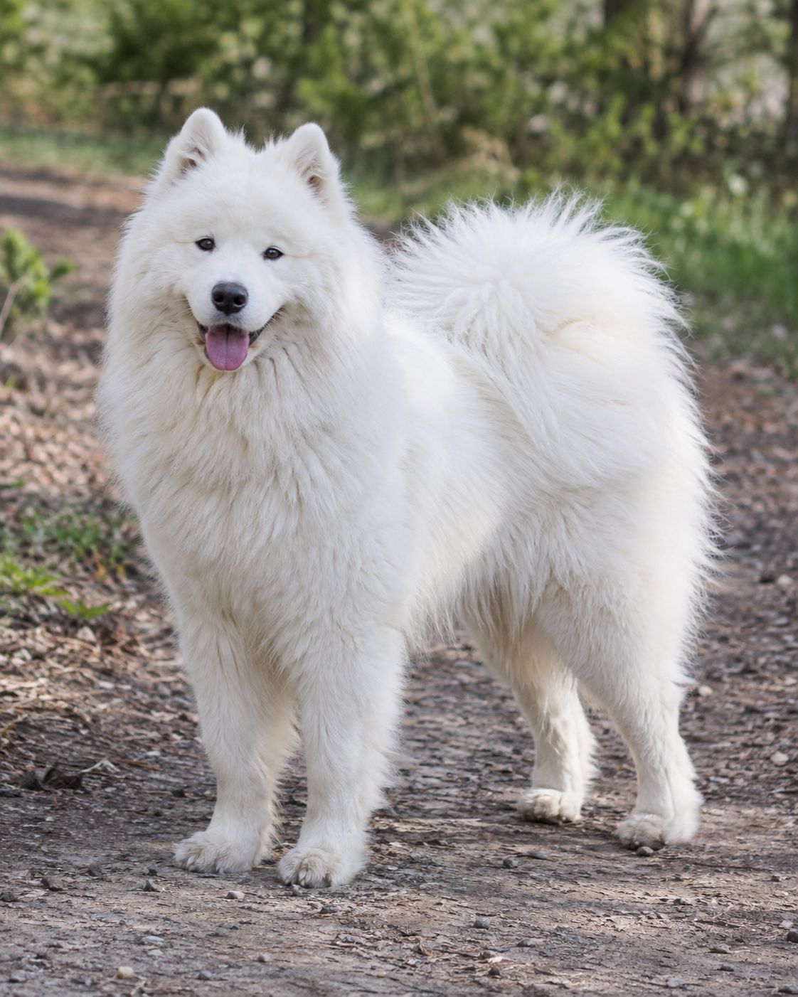 212-samoyed-ai-generated