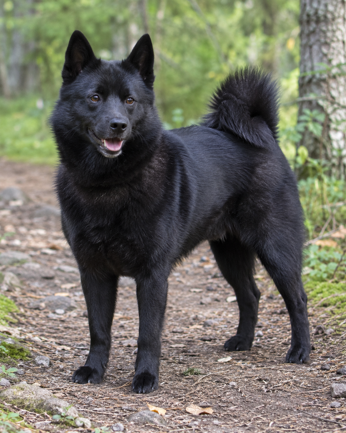 268-norwegian-elkhound-black-ai-generated