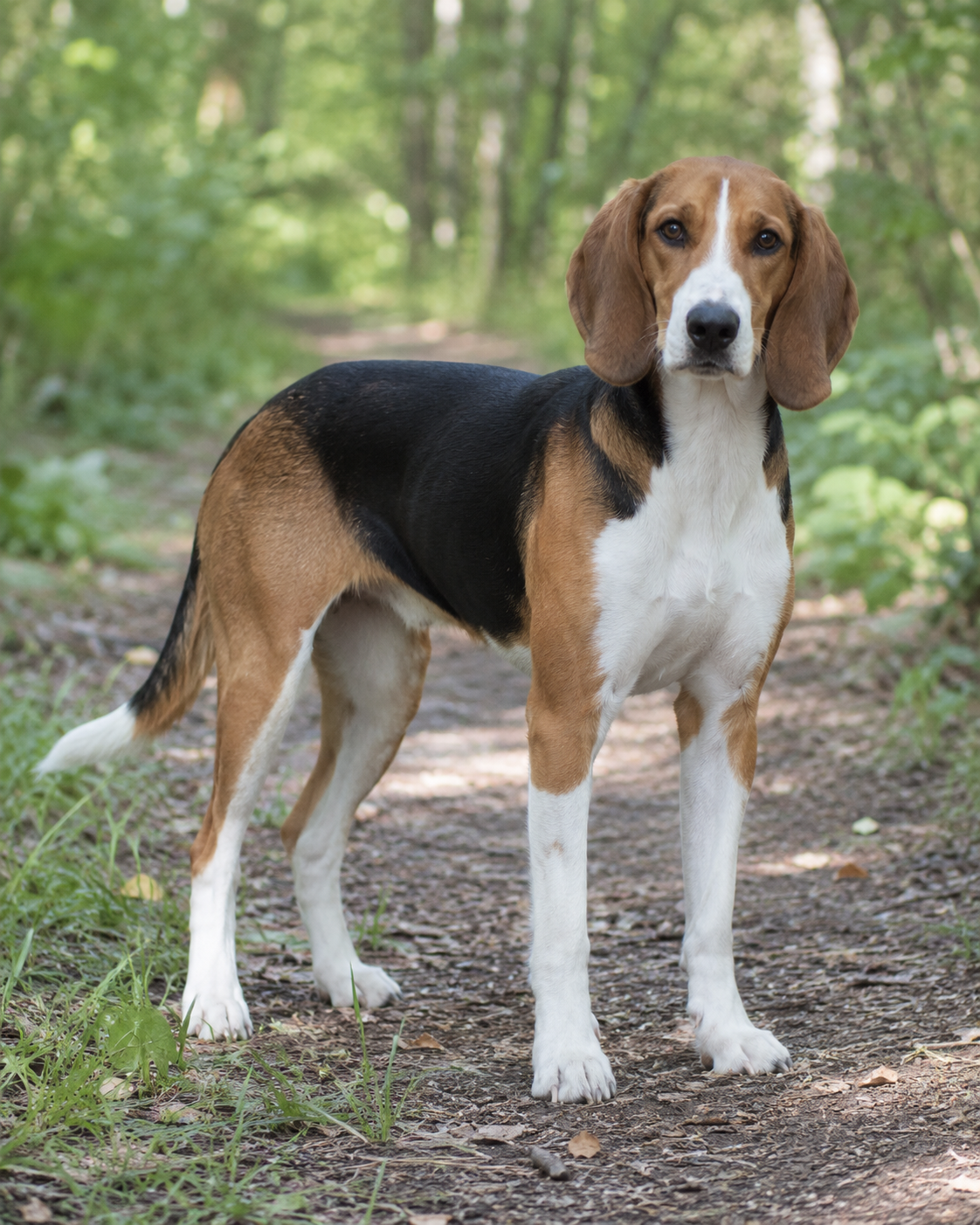 366-estonian-hound-ai-generated