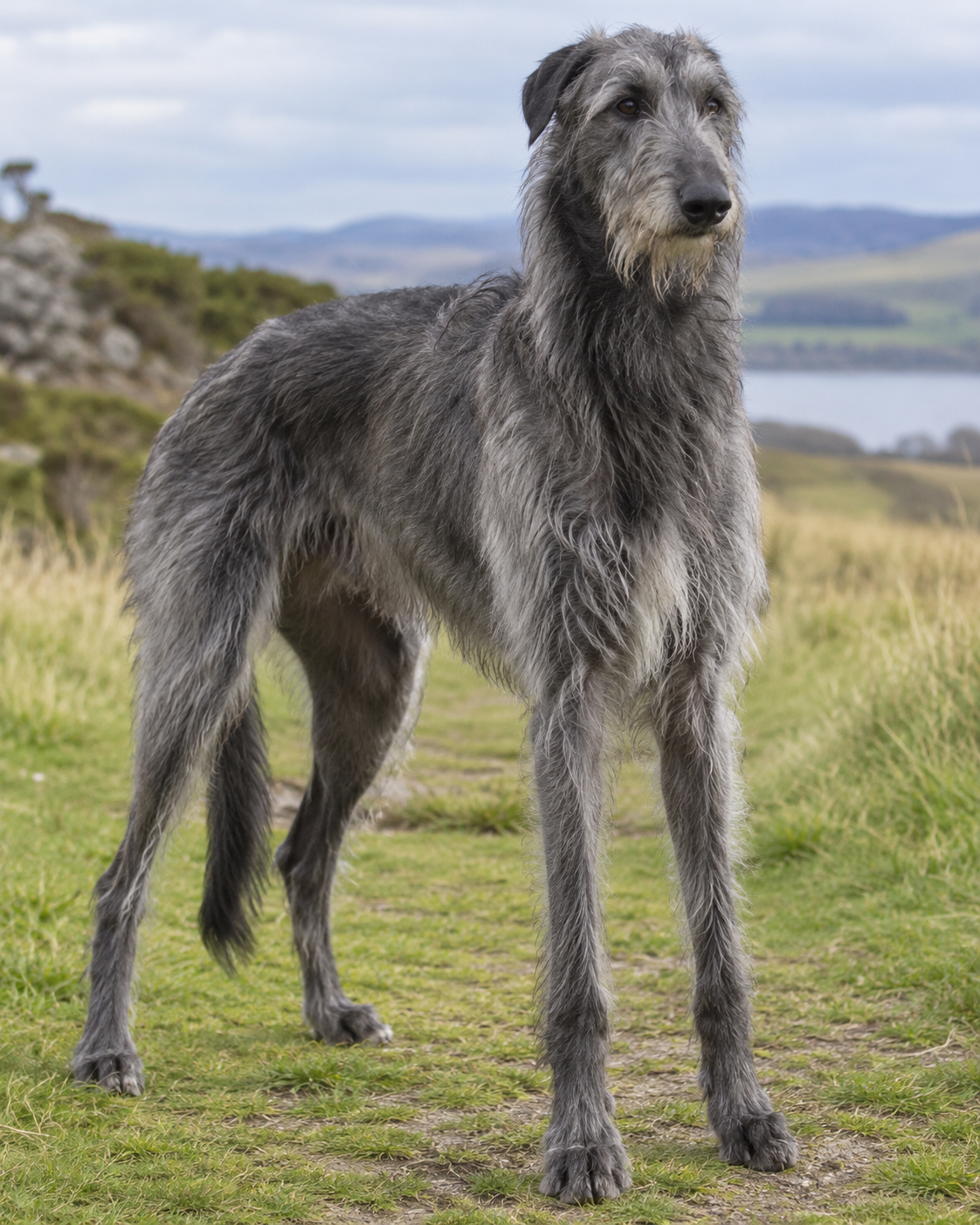164-deerhound-ai-generated