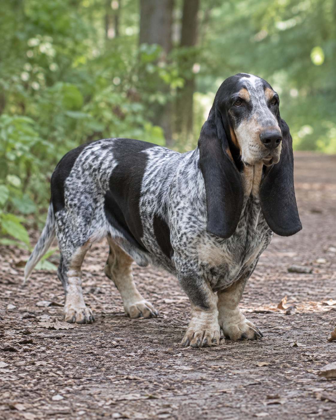 35-blue-gascony-basset-ai-generated