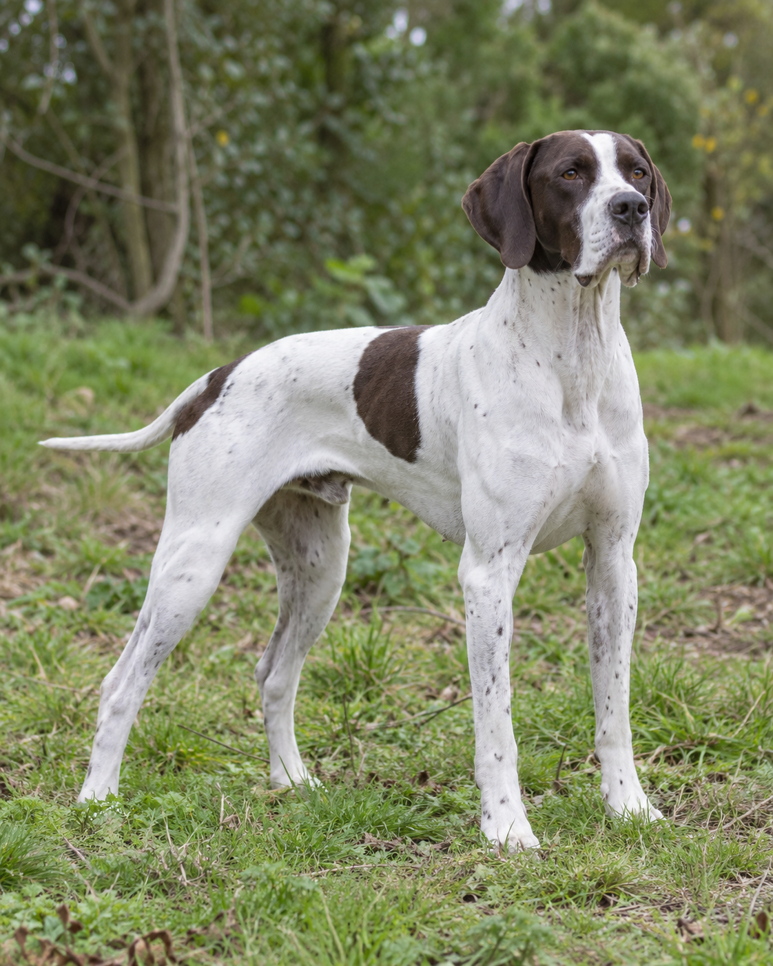 1-english-pointer-ai-generated