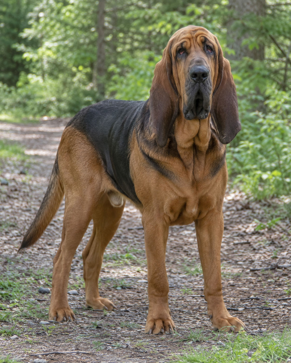 84-bloodhound-ai-generated