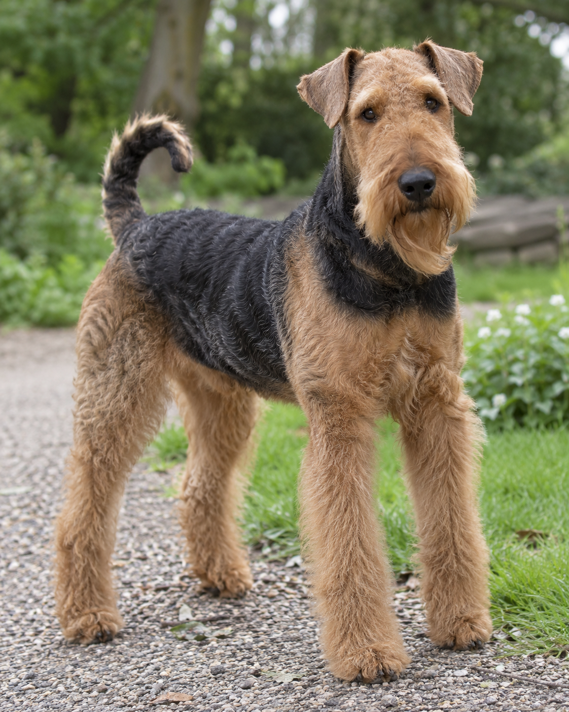 7-airedale-terrier-ai-generated