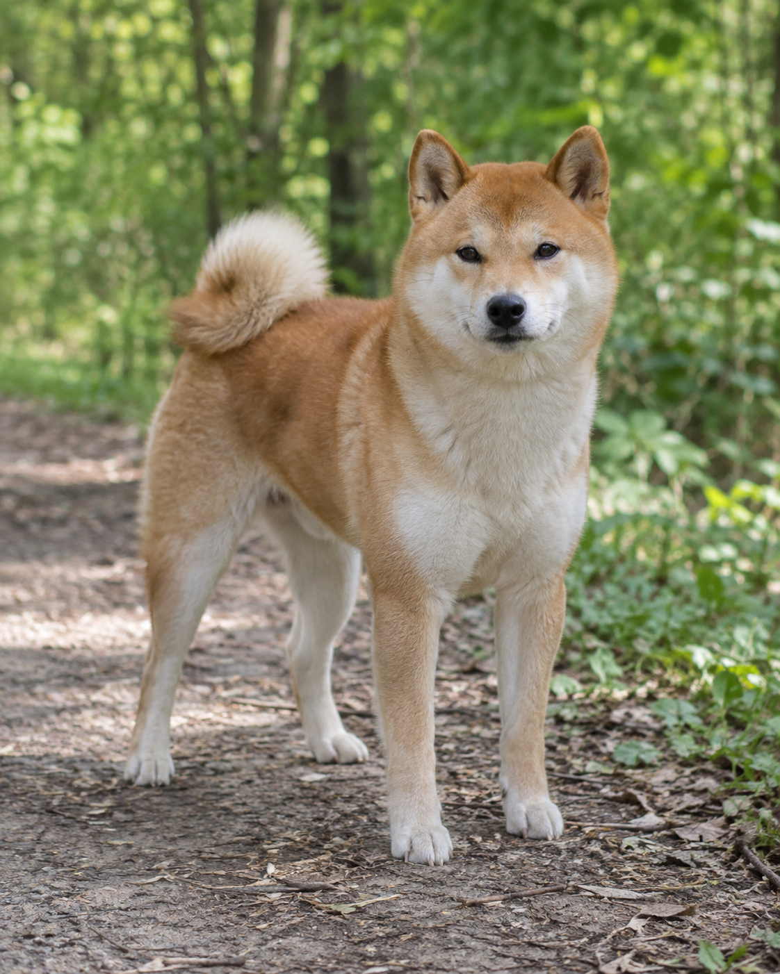 257-shiba-ai-generated
