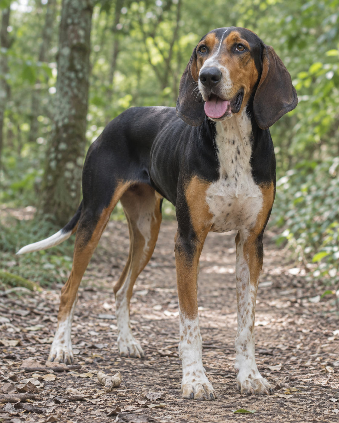 275-brazilian-tracker-ai-generated