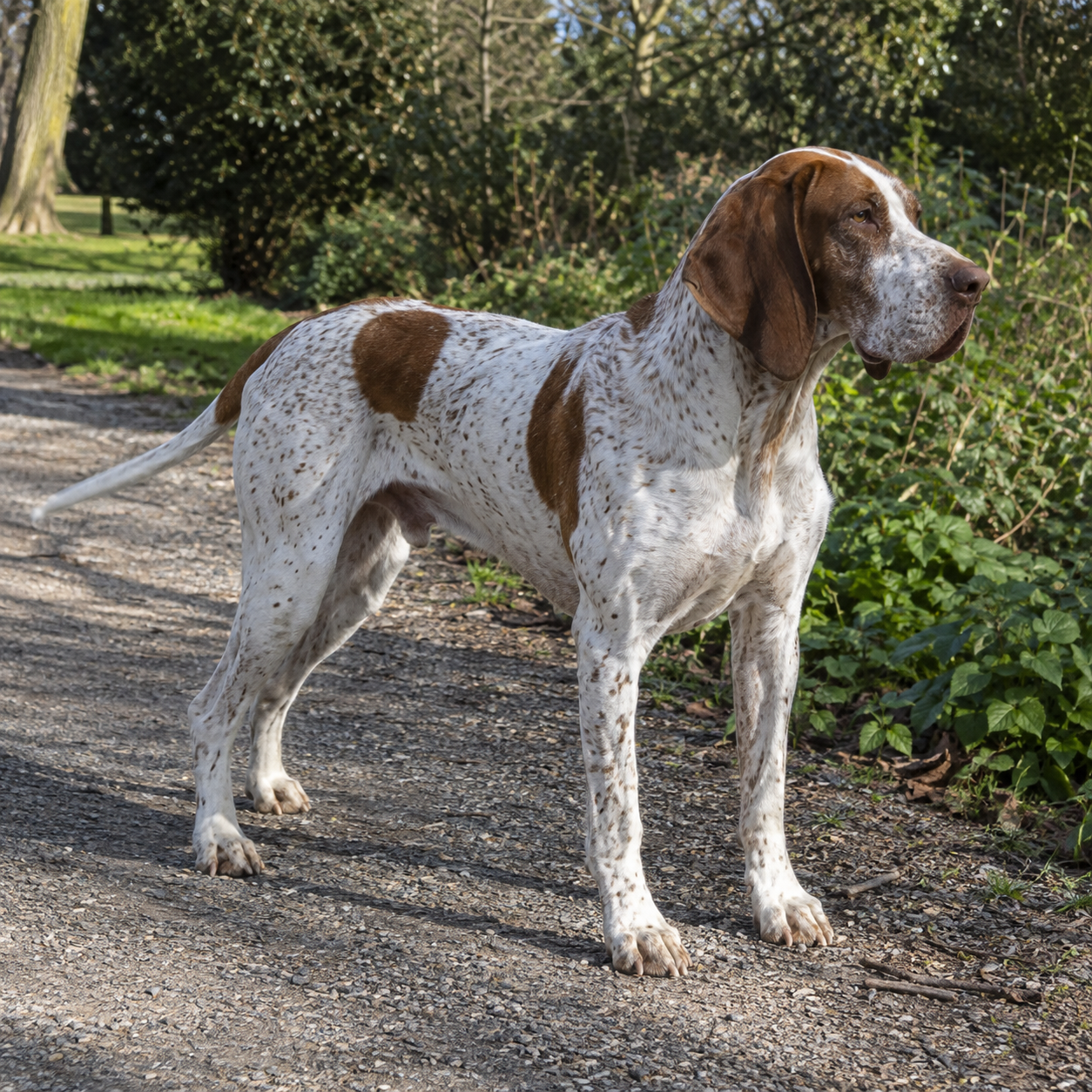 133-french-pointing-dog-gascony-type-ai-generated