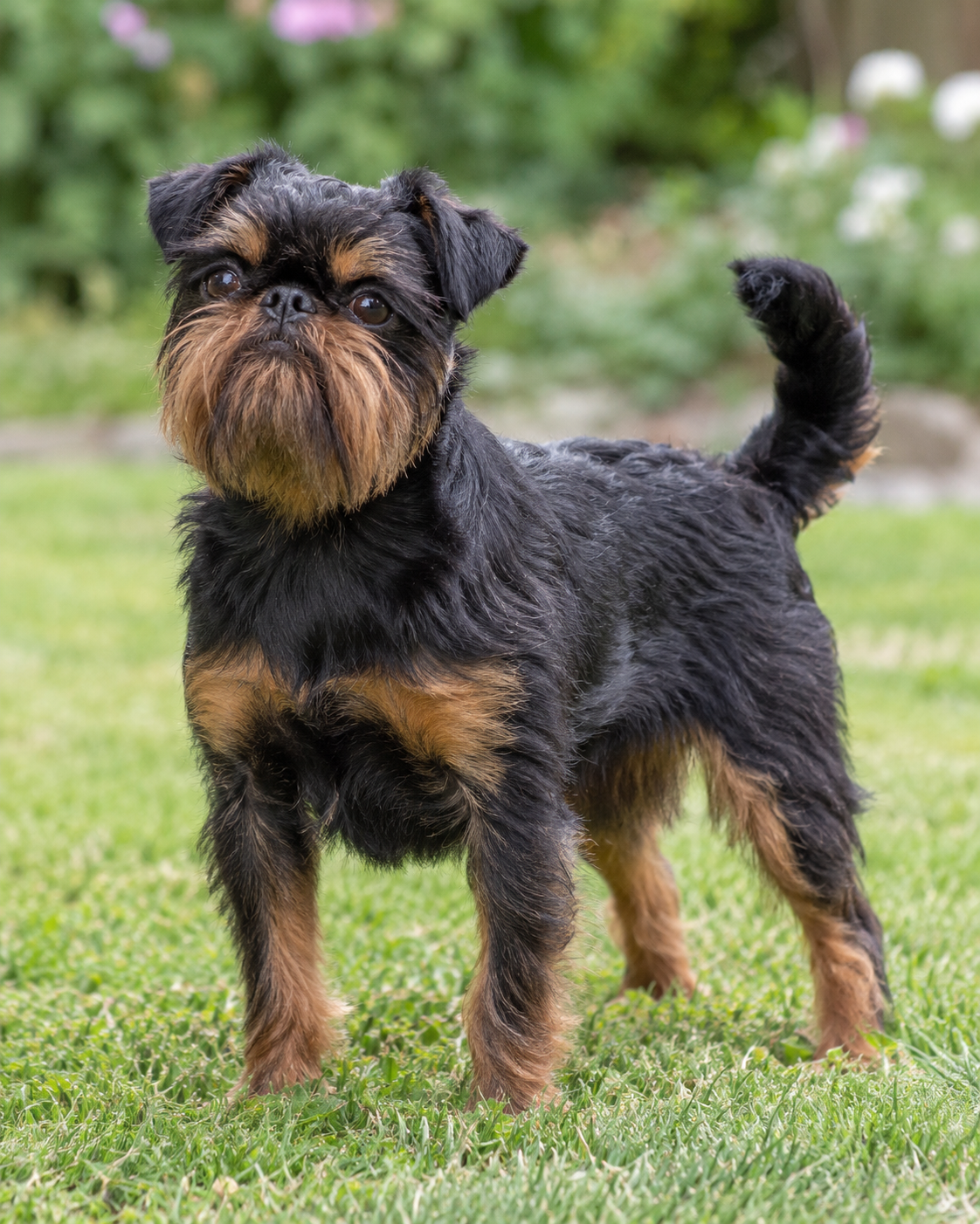 81-griffon-belge-ai-generated