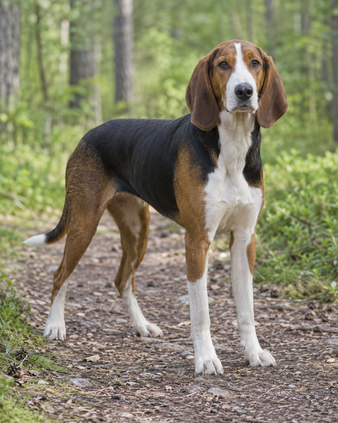 51-finnish-hound-ai-generated