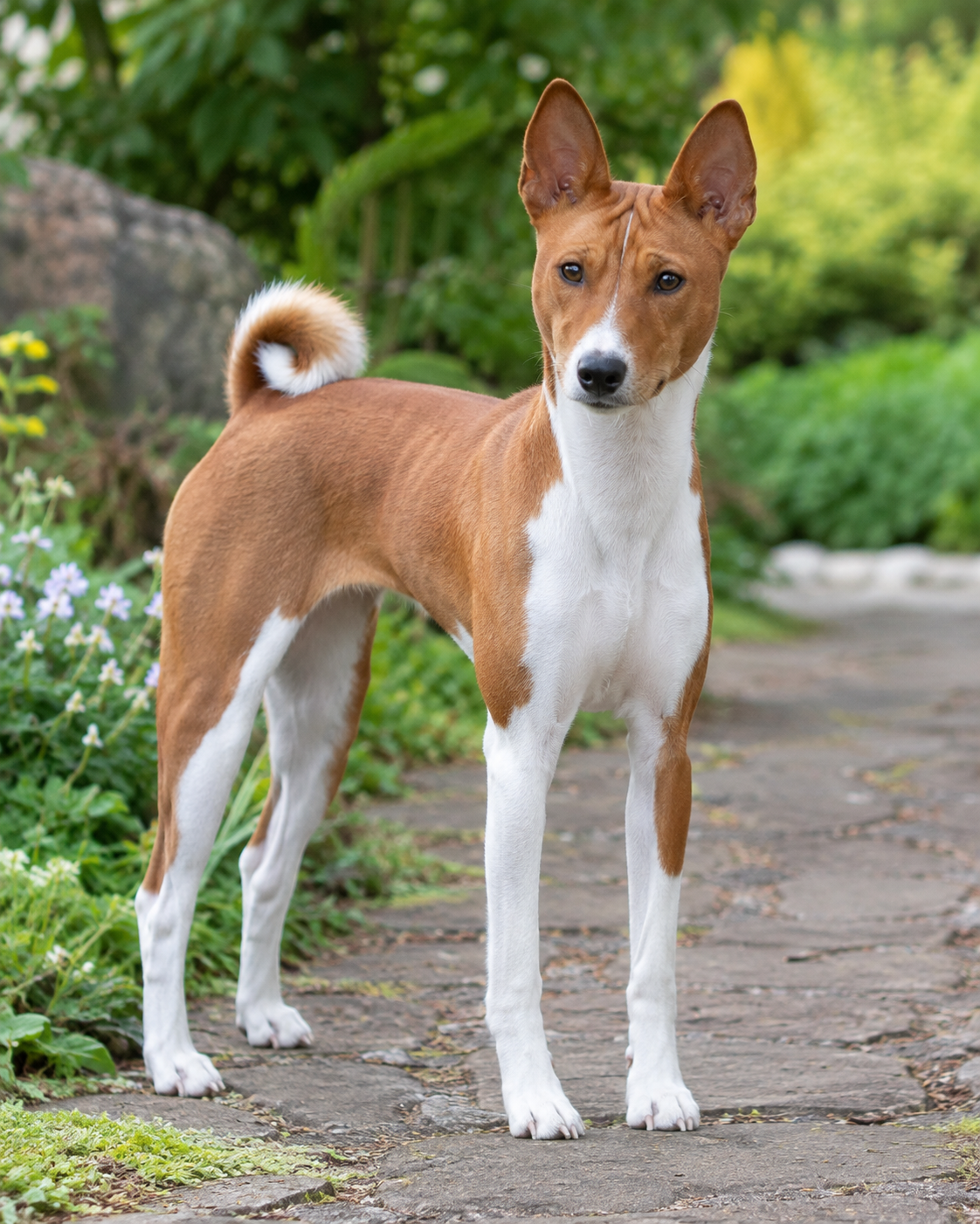 43-basenji-ai-generated
