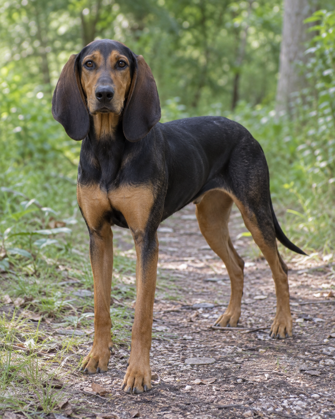 214-hellenic-hound-ai-generated