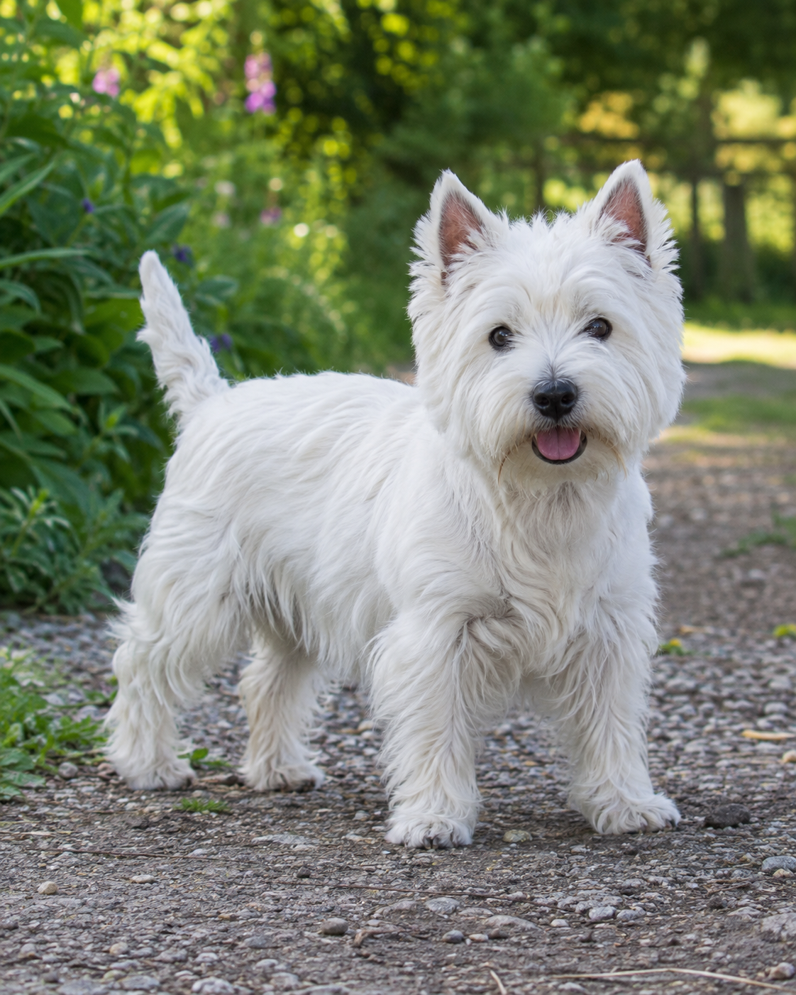85-west-highland-white-terrier-ai-generated