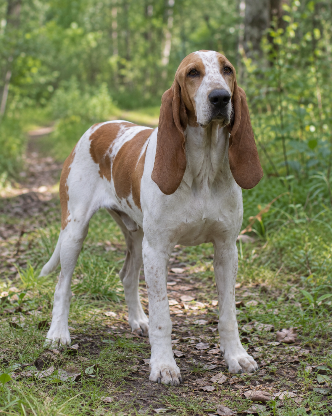 204-spanish-hound-ai-generated