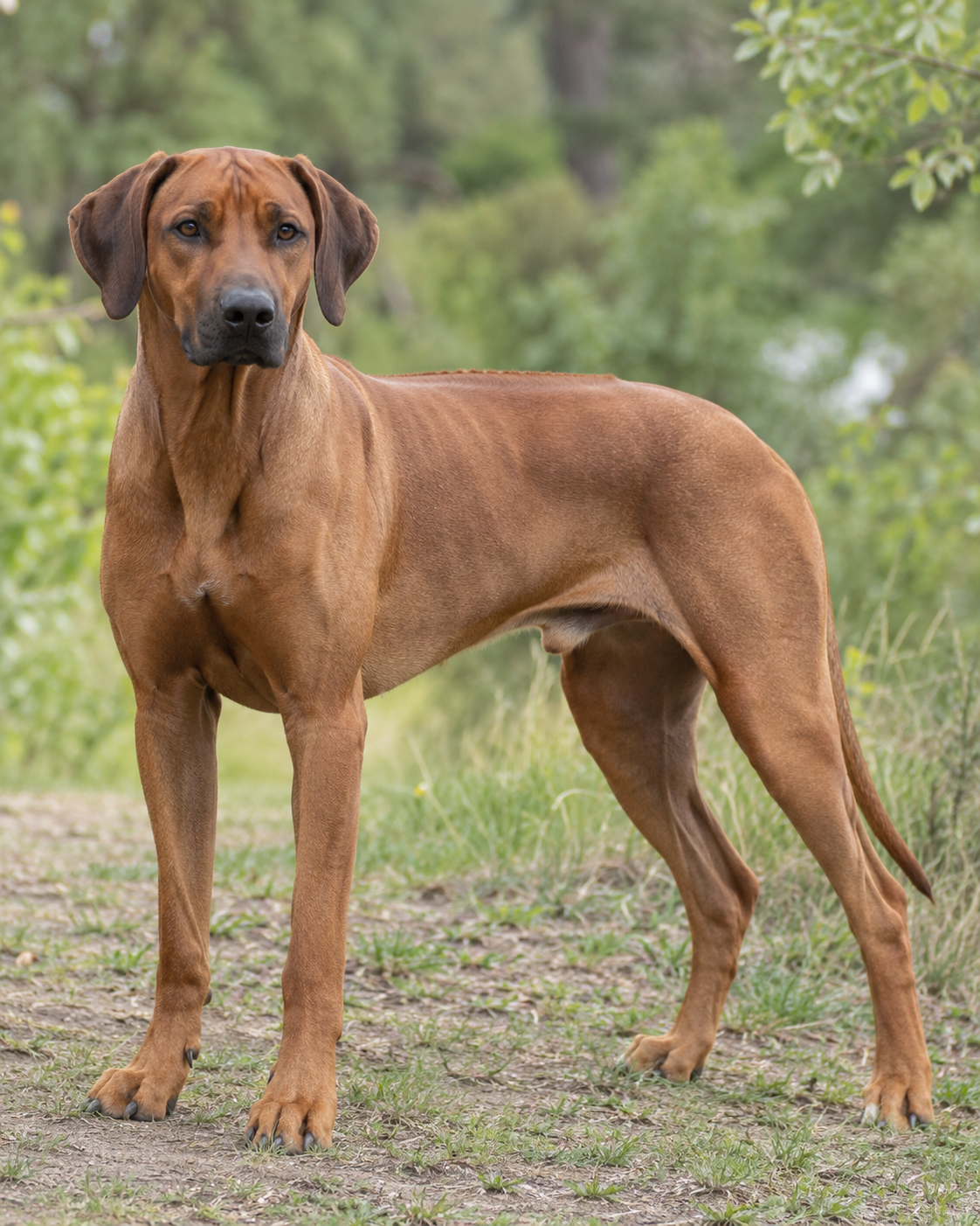 146-rhodesian-ridgeback-ai-generated