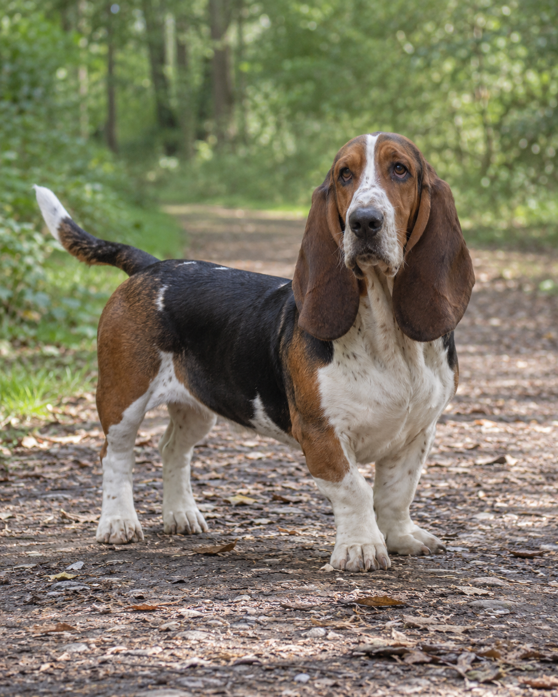 34-norman-artesien-basset-ai-generated