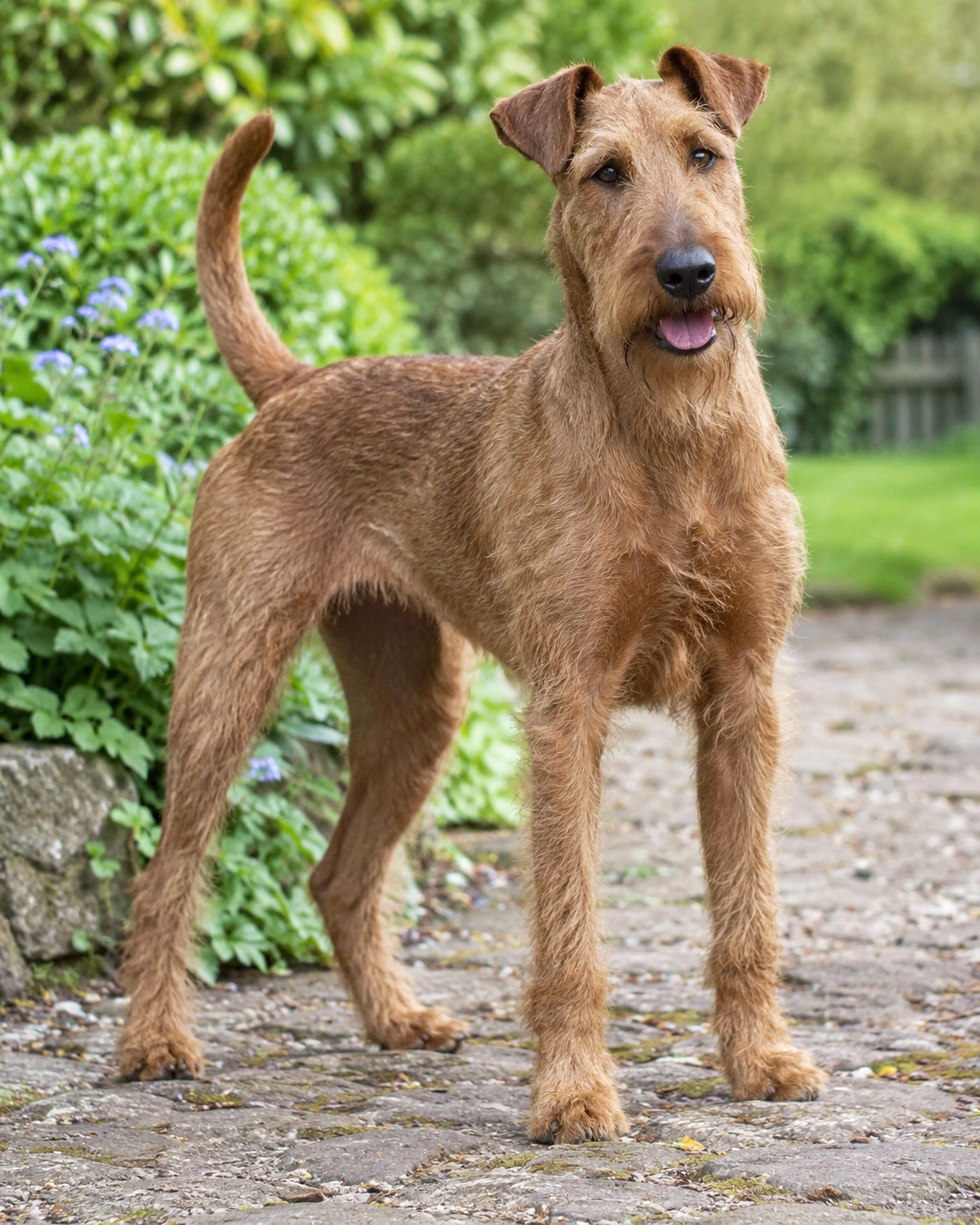 139-irish-terrier-ai-generated