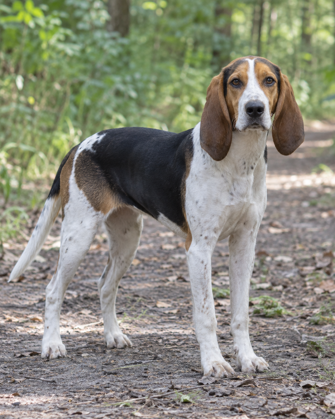 28-artois-hound-ai-generated