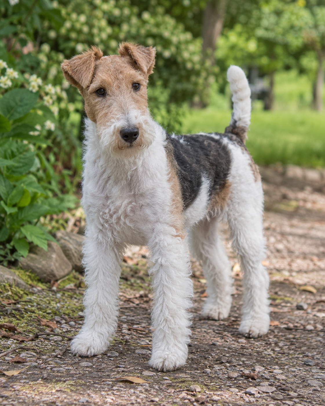 169-wire-fox-terrier-ai-generated