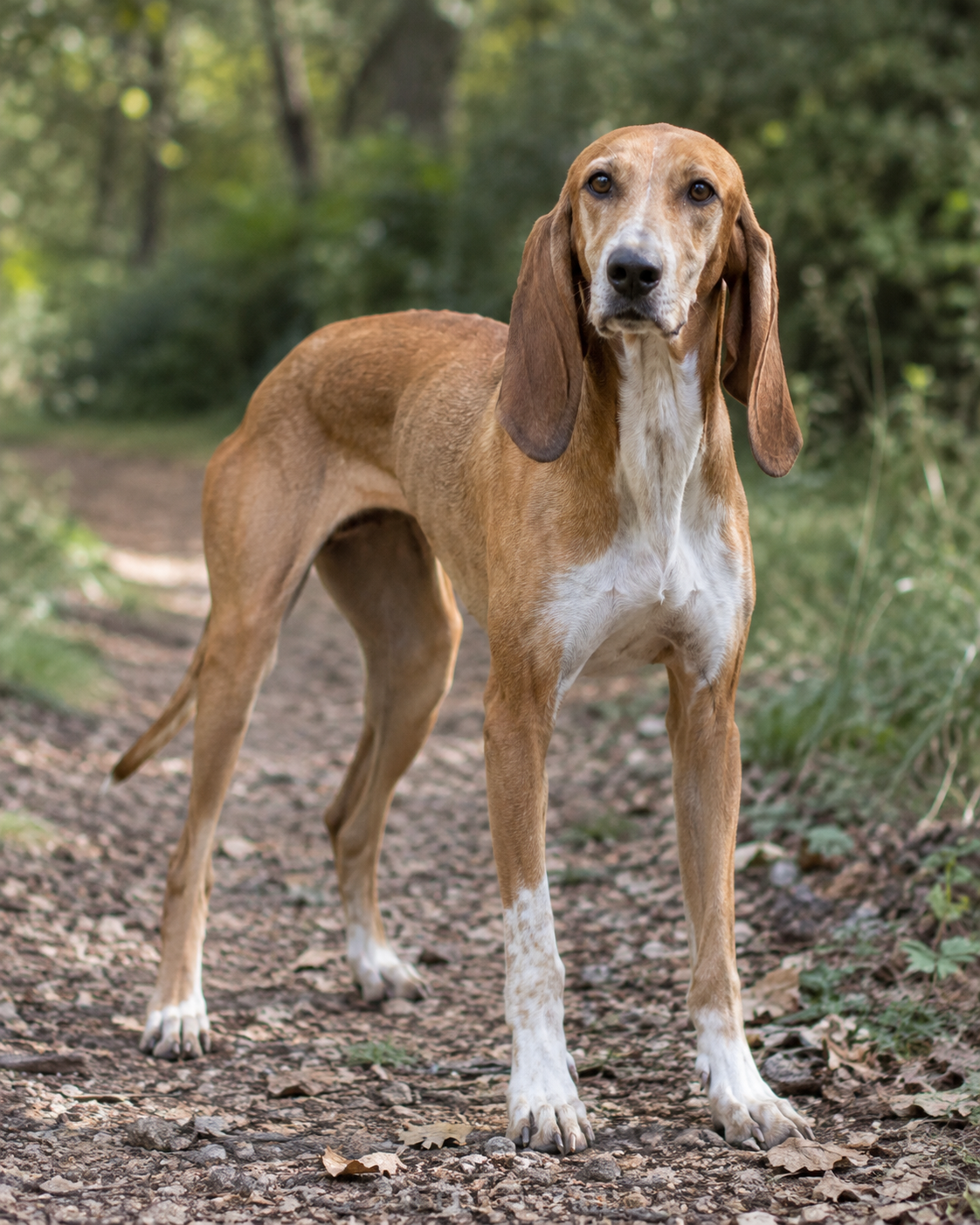 375-appennine-hound-italian-hare-hunting-dog-ai-generated