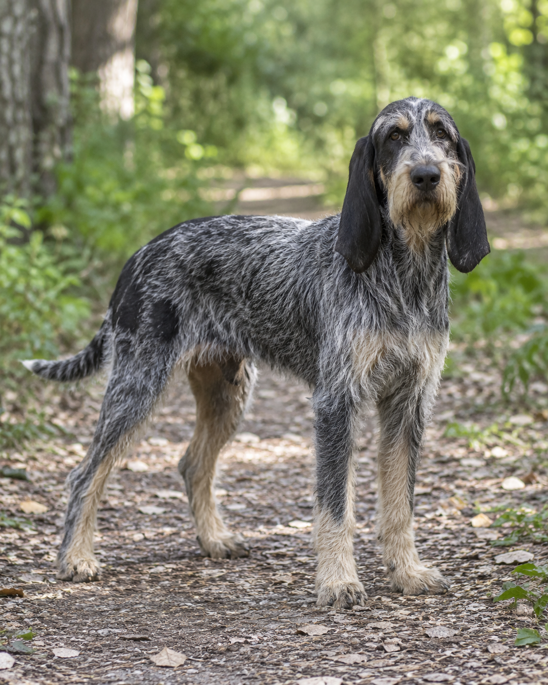32-blue-gascony-griffon-ai-generated