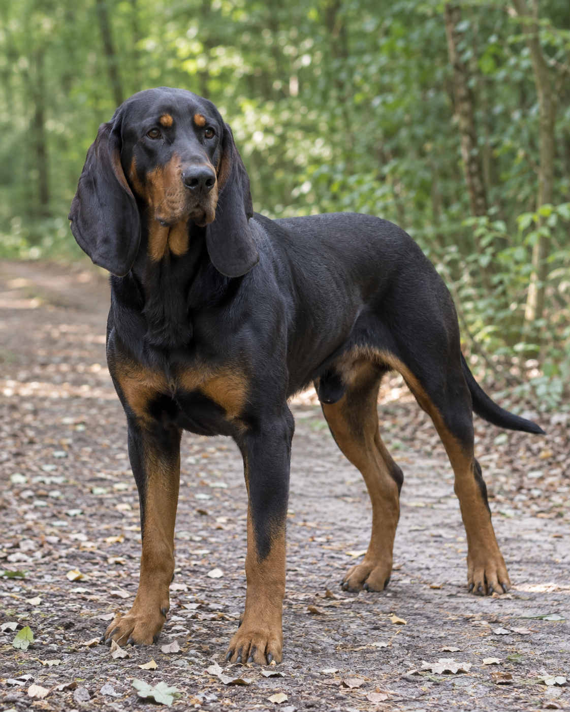 354-polish-hunting-dog-ai-generated
