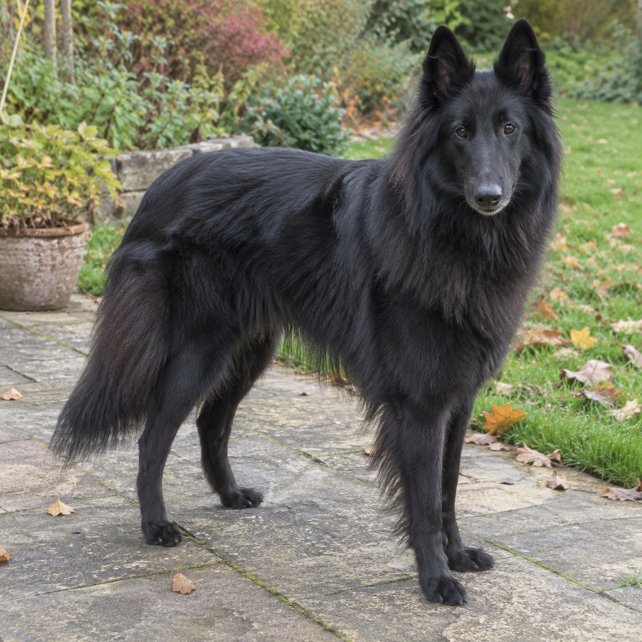 15-belgian-shepherd-groenendael-ai-generated