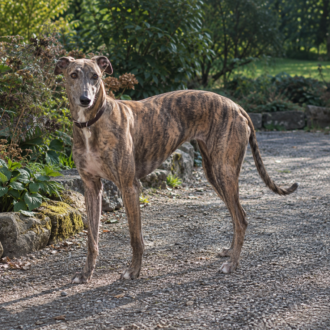 158-greyhound-ai-generated