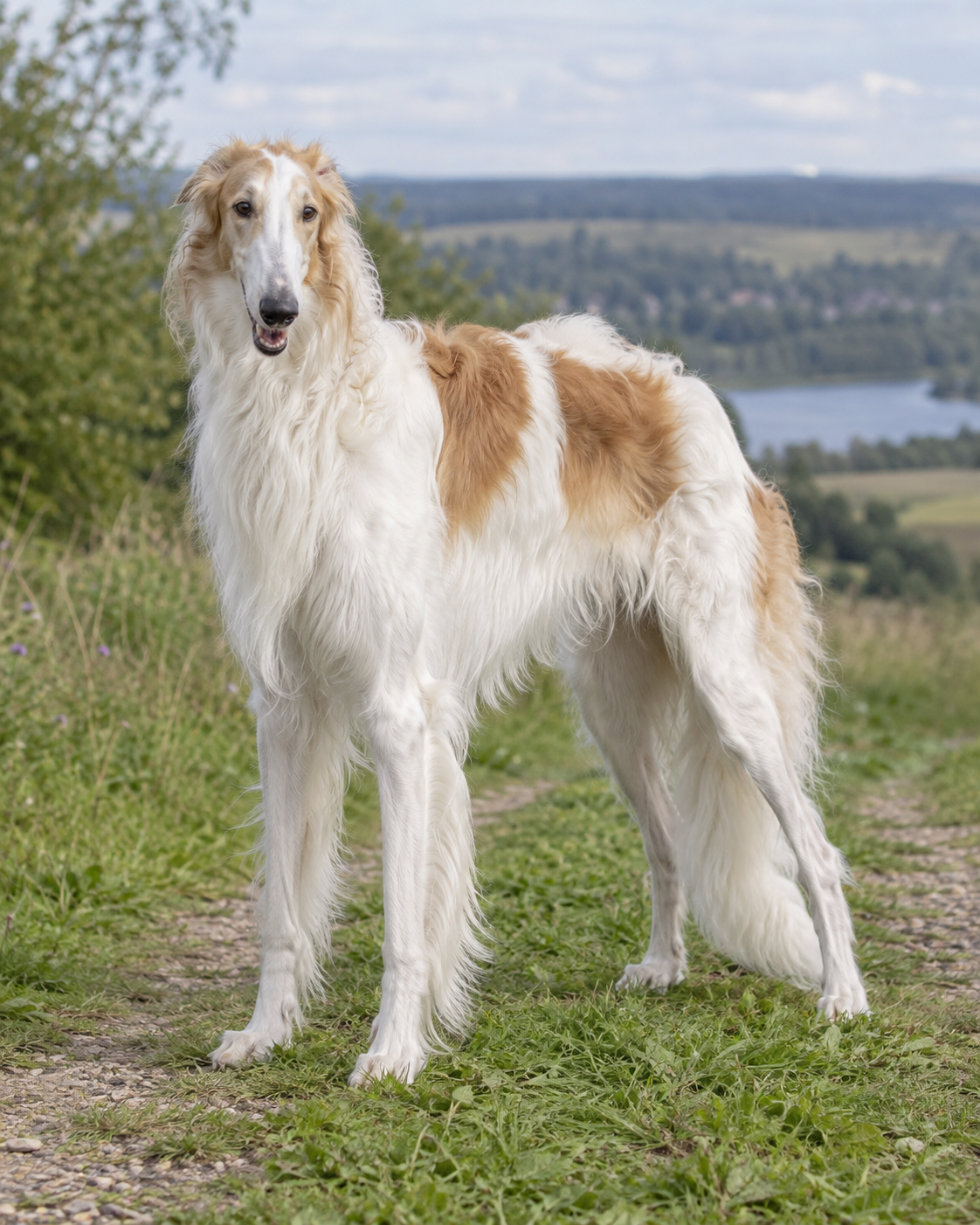 193-borzoi-russian-hunting-sighthound-ai-generated
