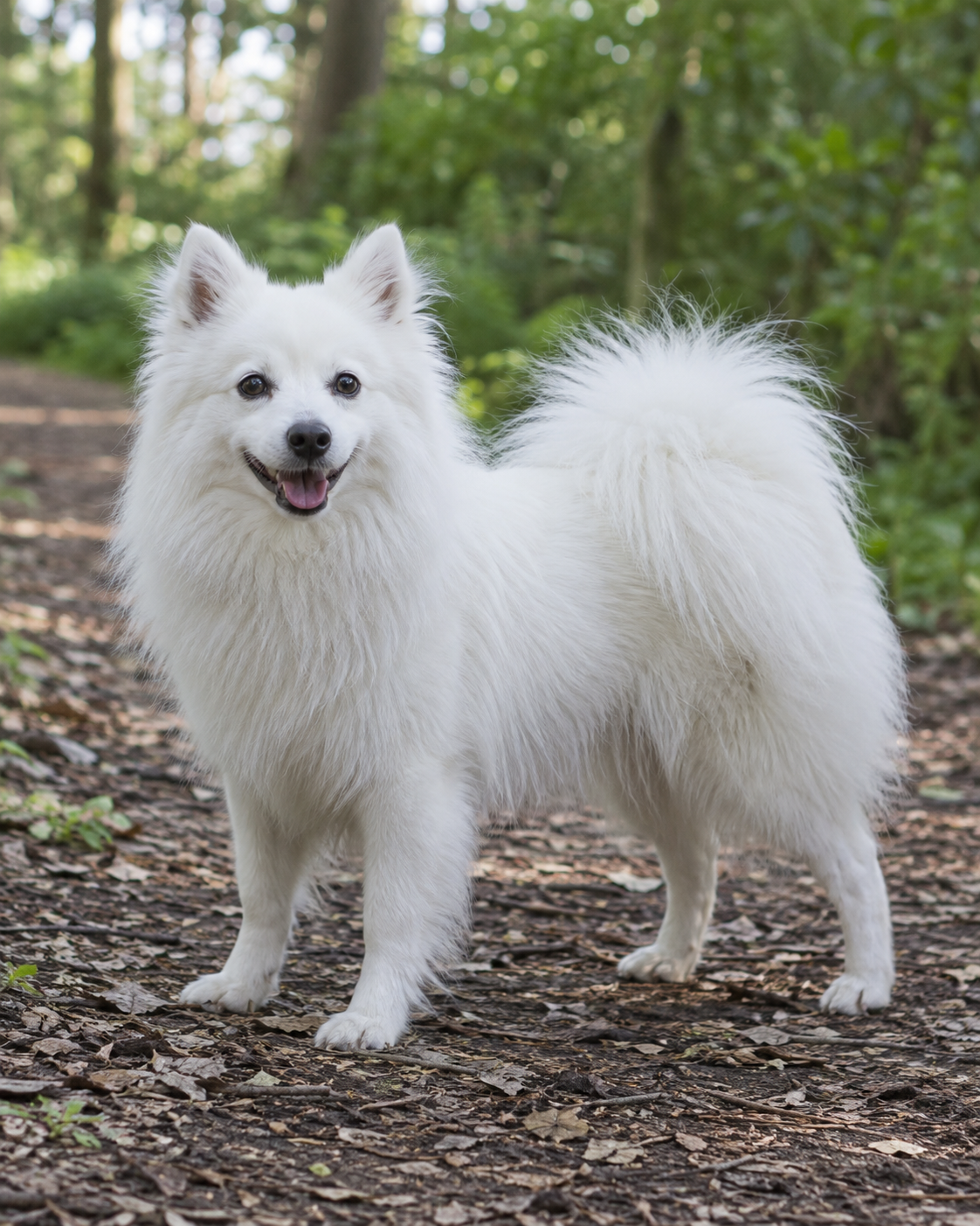 262-japanese-spitz-ai-generated