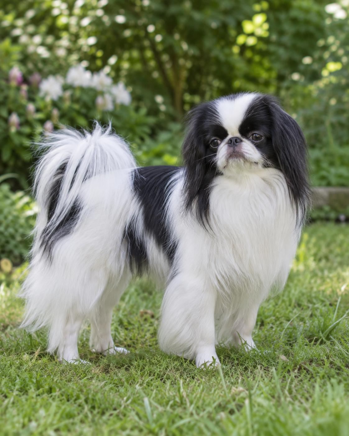 206-japanese-chin-ai-generated