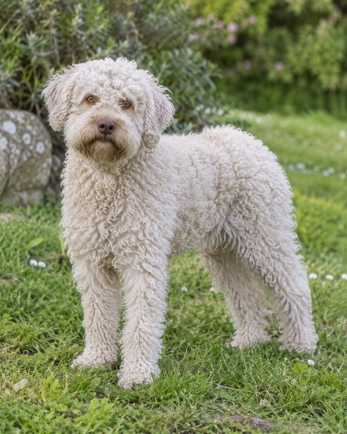 298-romagna-water-dog-ai-generated