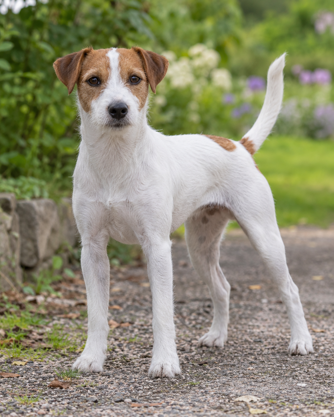 339-parson-russell-terrier-ai-generated